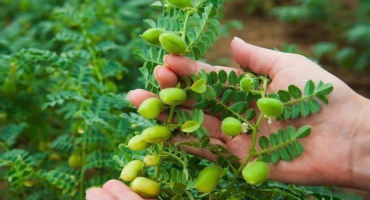 Jak správně pěstovat cizrnu?